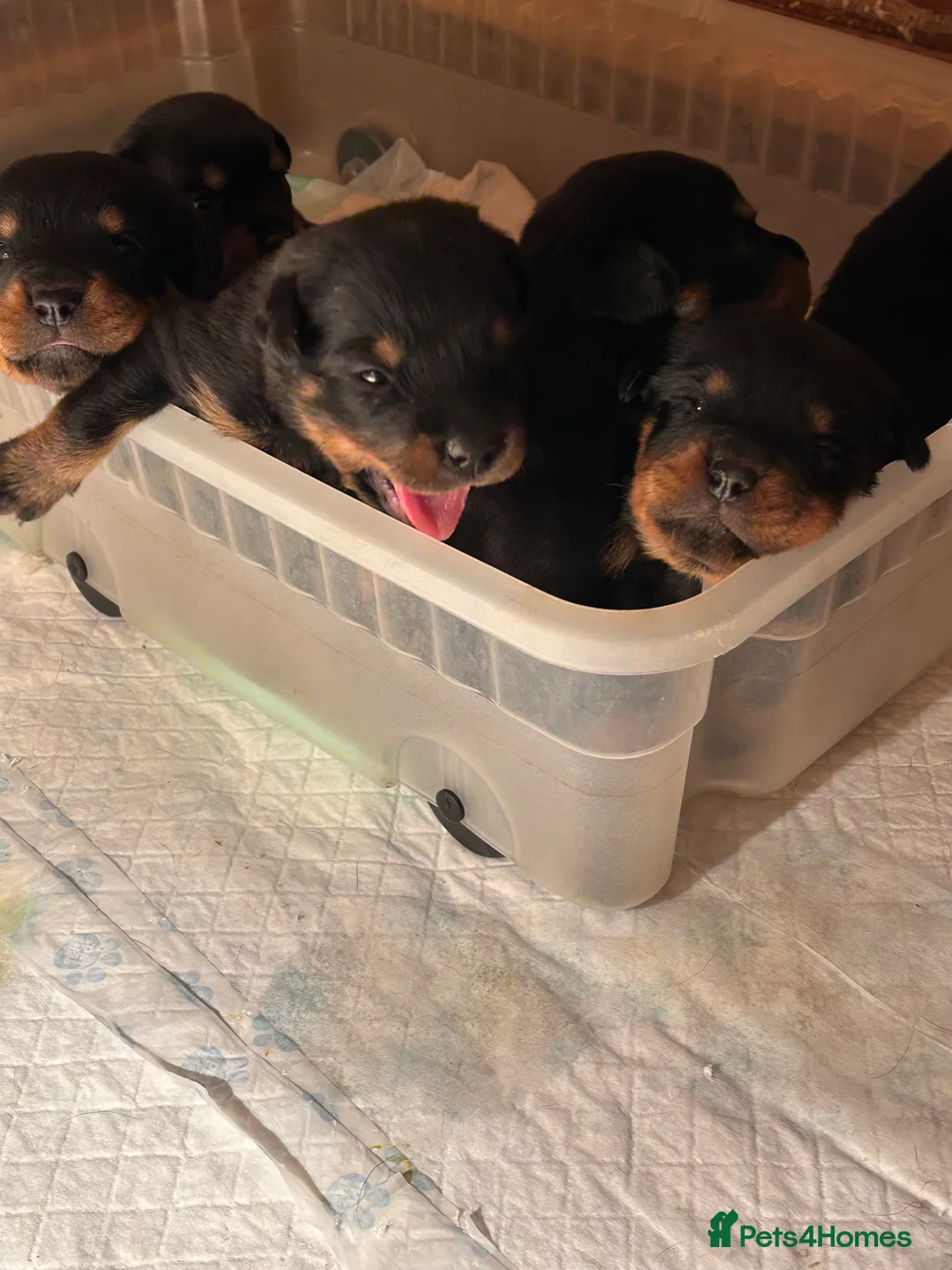 Rottweiler dogs for sale: Champion  bloodline Rottwiler Puppies  - Advert 36