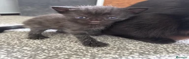 Mixed Breed Kitten 3