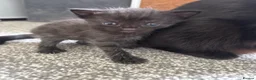 Mixed Breed cats for sale: Ragdoll cross - Advert 4