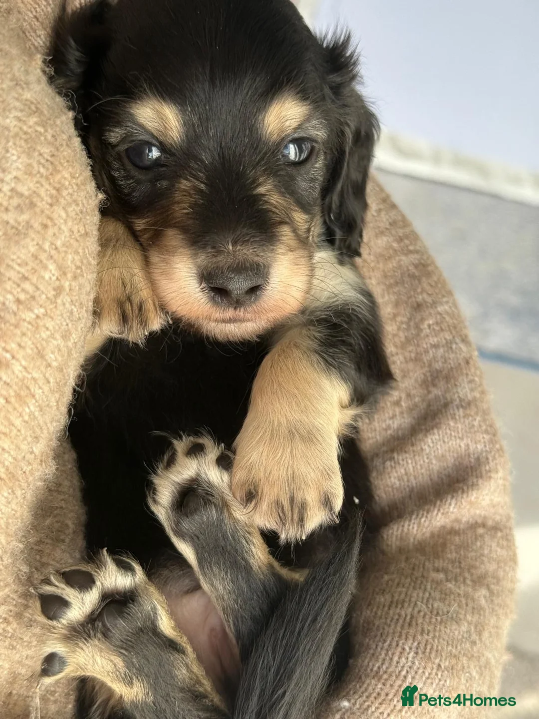 Miniature Dachshund dogs for stud: Shaded cream miniature dachshund 3.6kg - Advert 22