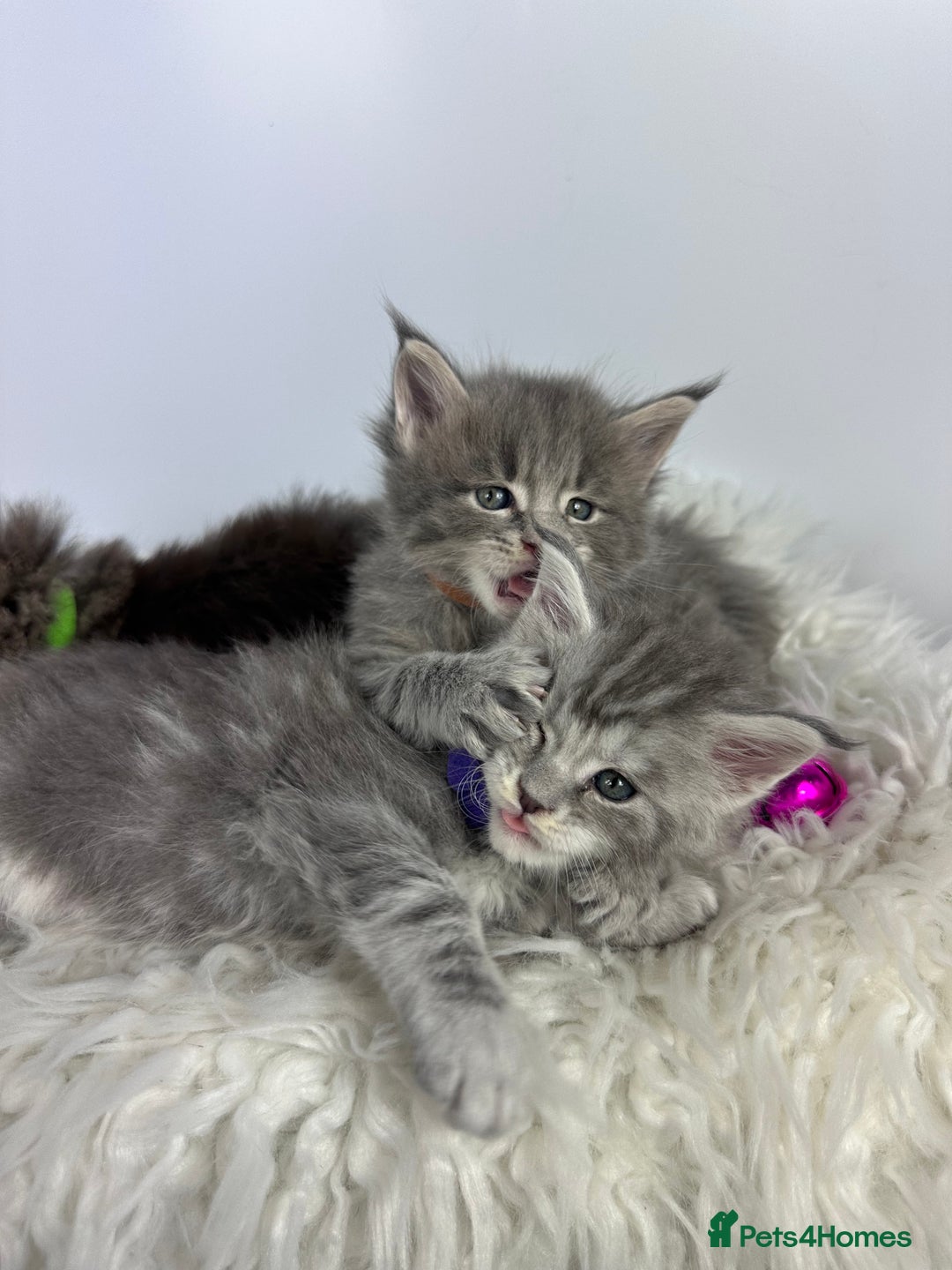 Maine Coon cats for sale: 6 Gorgeous Pure Breed Maine Coon Kittens - Advert 15