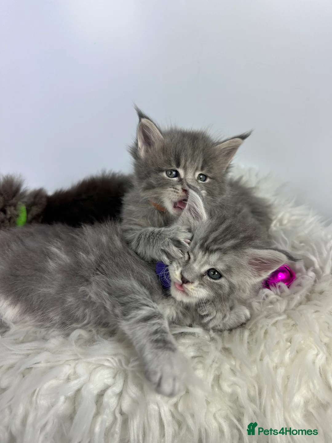Maine Coon cats for sale: ✨Last 2 Gorgeous Pure Breed Maine Coon Kittens✨ - Advert 20