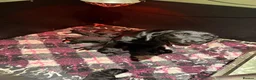 Labrador Retriever dogs for sale: GORGEOUS BLACK LABRADOR LITTER,FULLYTESTED PARENTS - Advert 9
