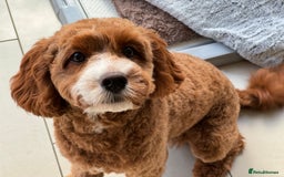 Cavapoo dogs for sale: Expecting a litter-health tested F1b Cavapoo pups - Image 18