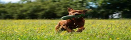 Labrador Retriever dogs for stud: PROVEN DARK RED FULLY HEALTH TESTED LABRADOR STUD - Advert 4