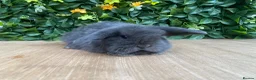 Mini Lop rabbits for sale: Mini lops ( Est since 2014 )  - Advert 5
