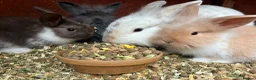 Mini Lop rabbits for sale: Baby mini lops / lion lops in Nottingham - Advert 31