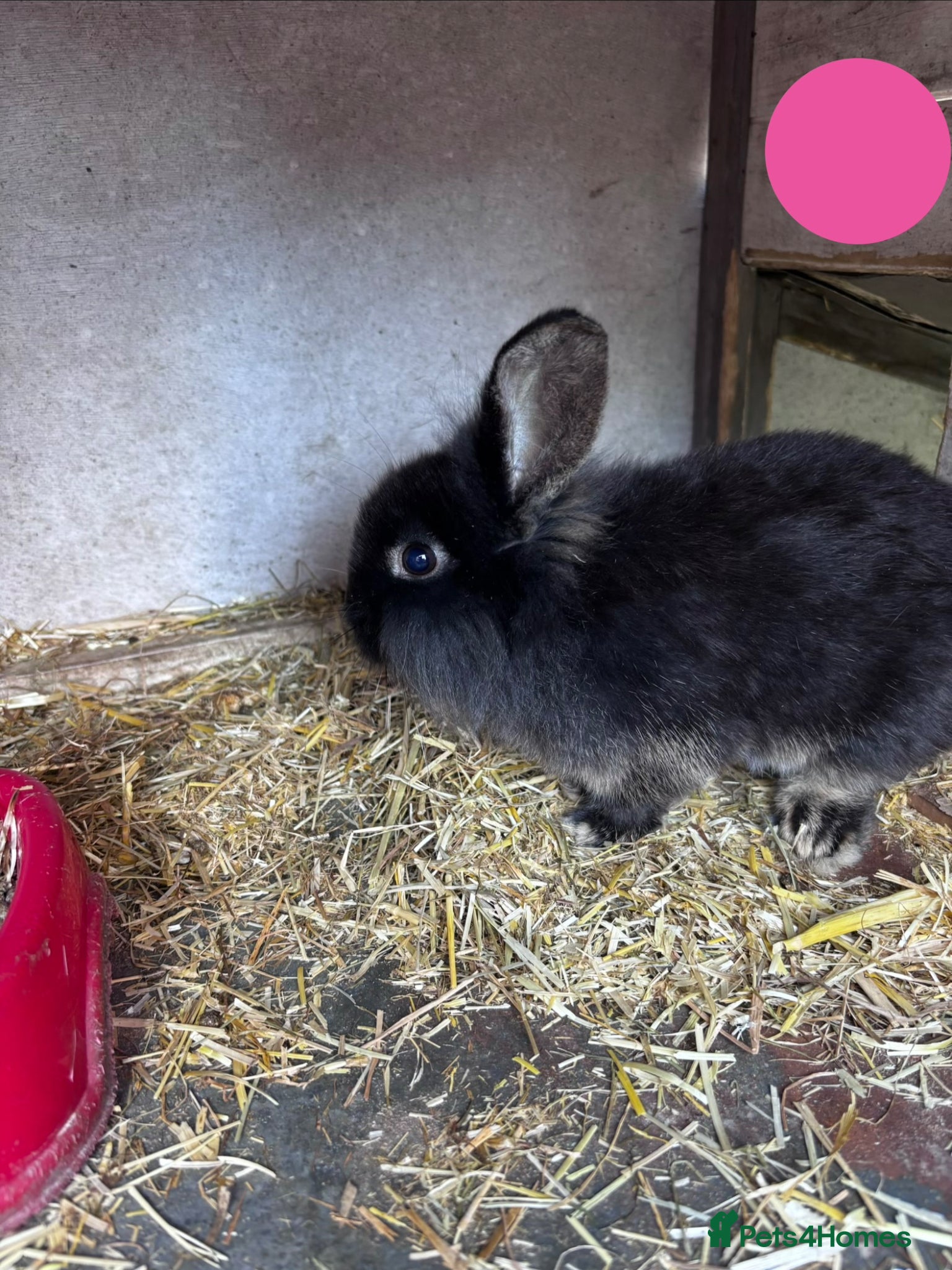 Mini Lion Lop rabbits 2 Beautiful Mini Lionhead Lops for Sale! £35 Each - Advert 1