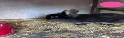 Mini Lion Lop rabbits for sale: 2 Beautiful Mini Lionhead Lops for Sale! £35 Each - Advert 1