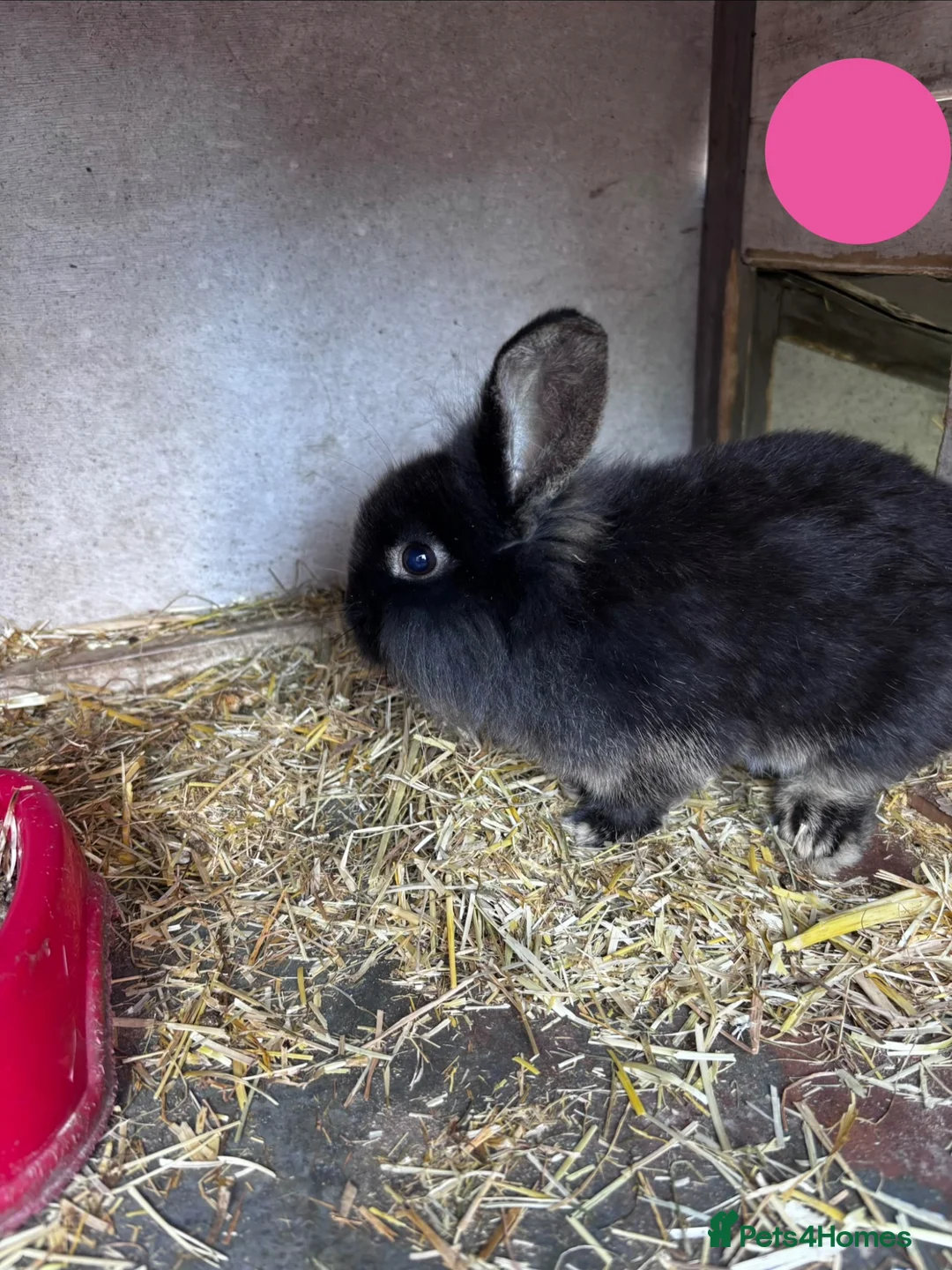 Mini Lion Lop rabbits for sale: 2 Beautiful Mini Lionhead Lops for Sale! £35 Each - Advert 1