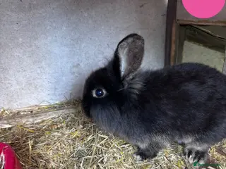 Mini Lion Lop rabbits 2 Beautiful Mini Lionhead Lops for Sale! £35 Each - Advert 1