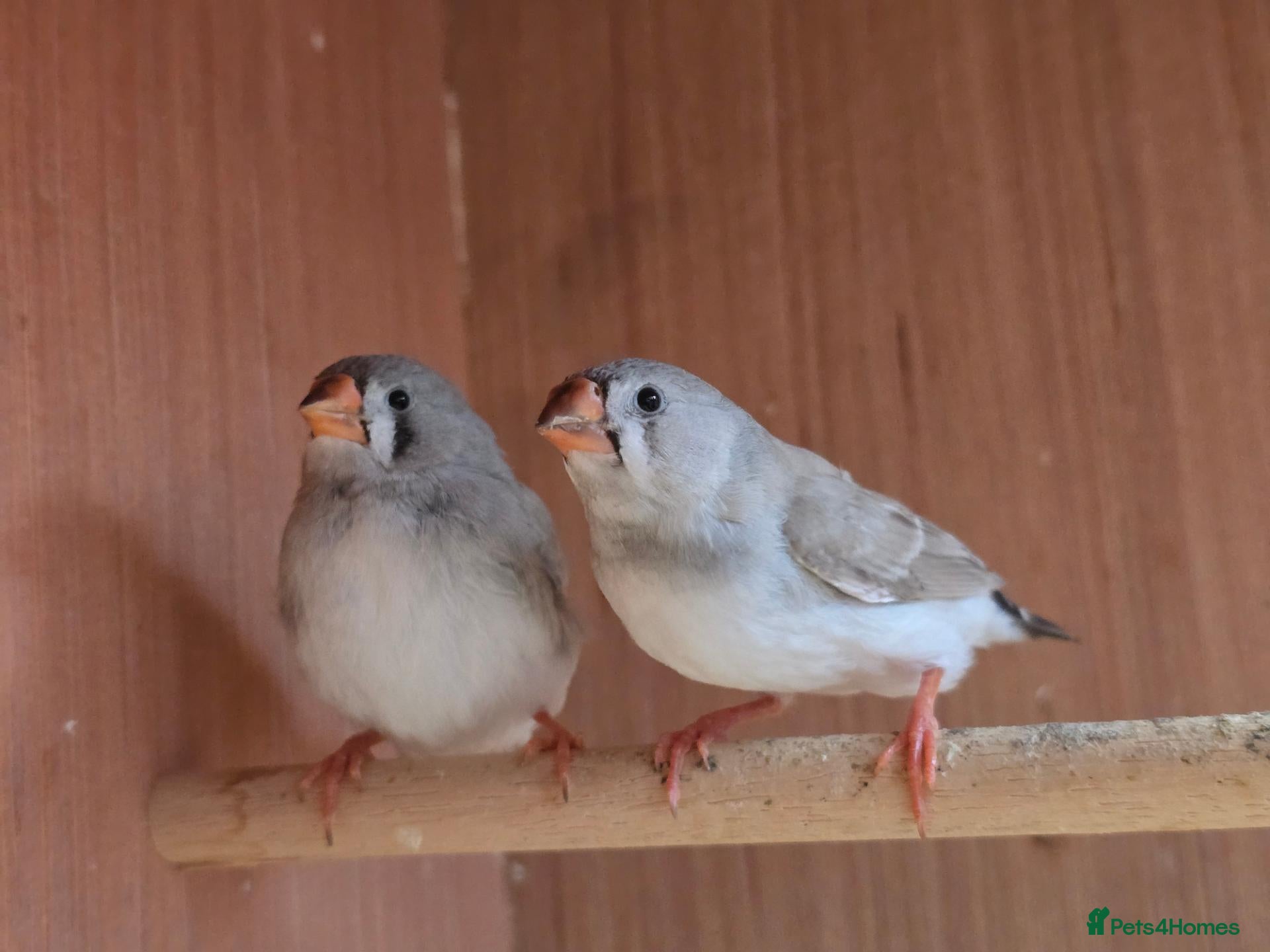 Finches birds for sale: 2 x 8 week old zebra finches - Advert 15