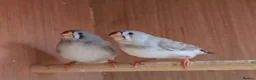 Finches birds for sale: 2 x 8 week old zebra finches - Advert 1