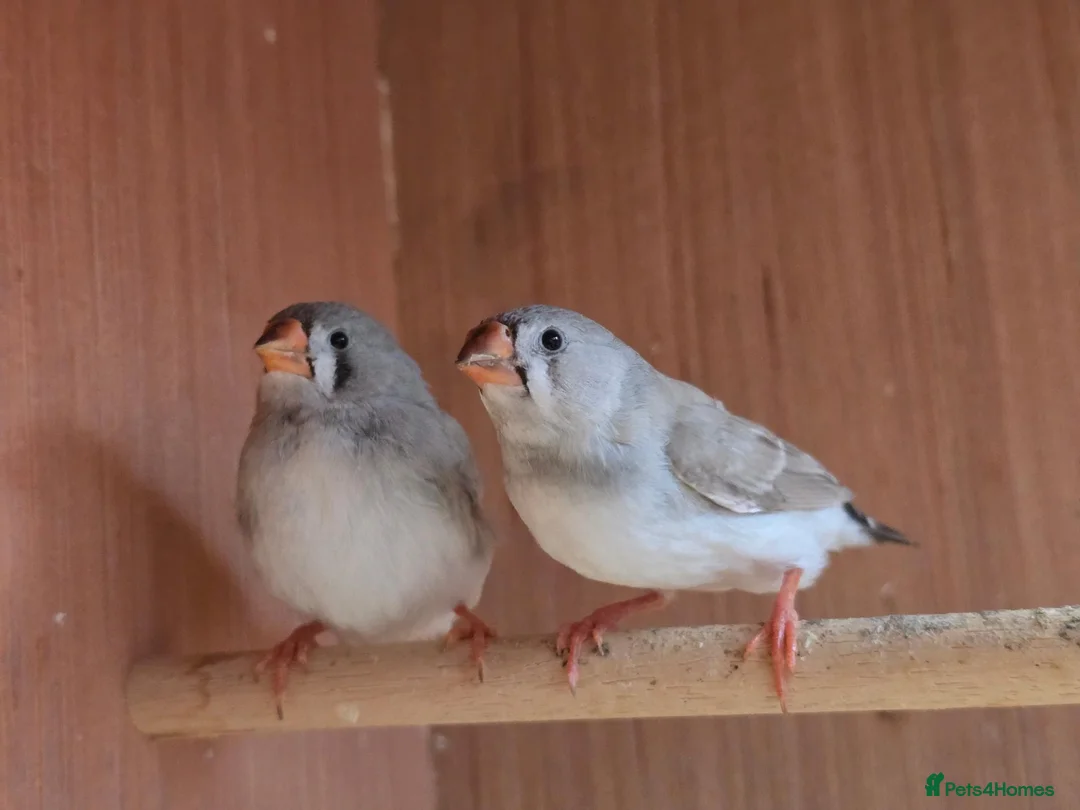 Finches birds for sale: 2 x 8 week old zebra finches - Advert 1