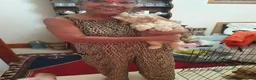 Cockapoo dogs for sale: Tubsy  - Advert 11