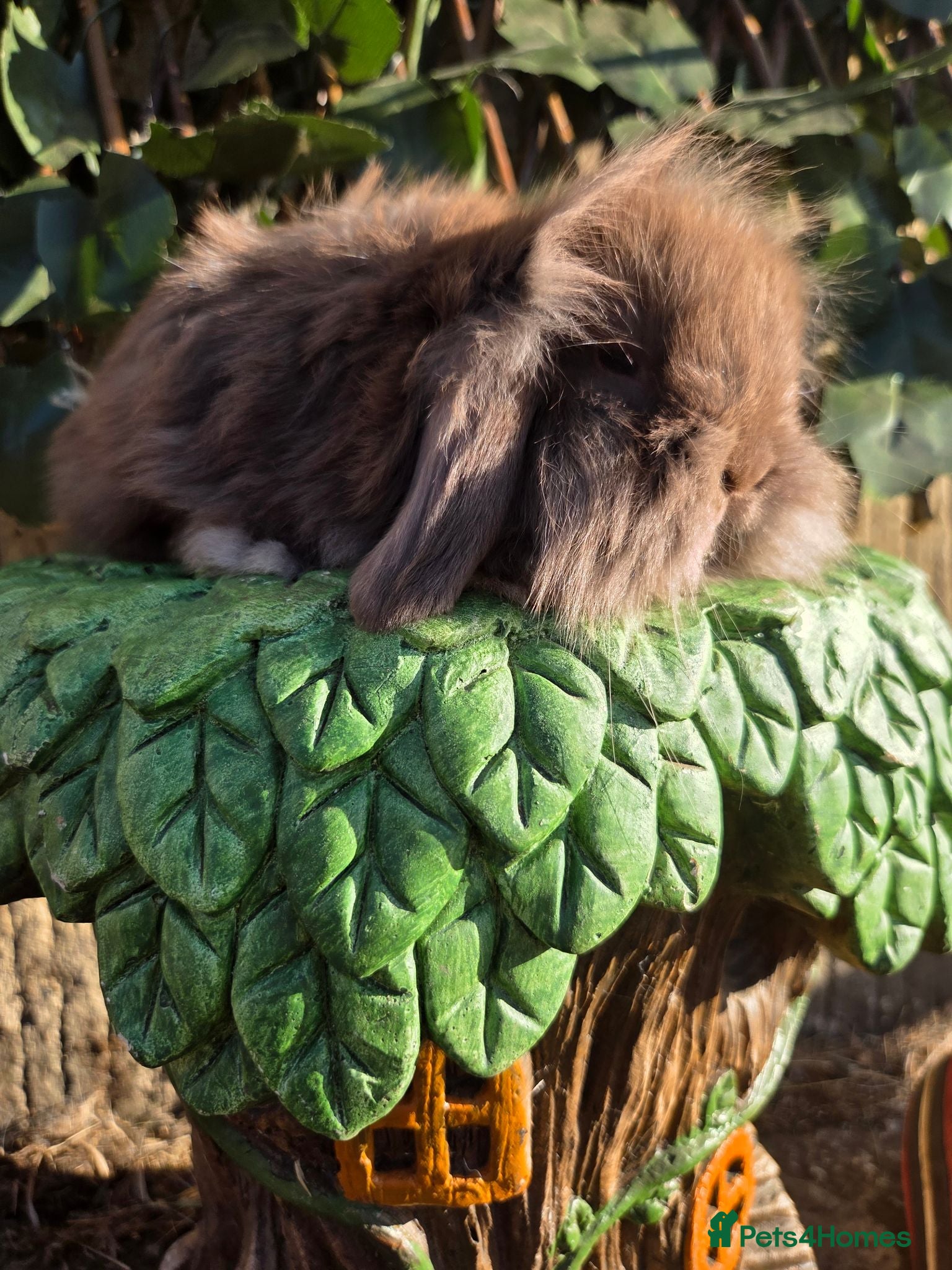 Mini Lion Lop rabbits Mini lion lops - Advert 1