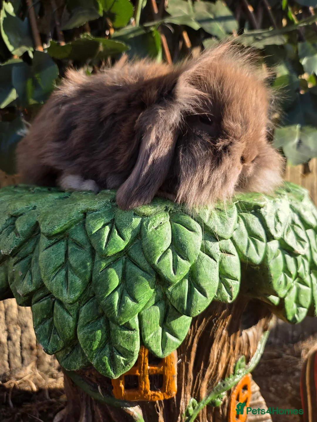 Mini Lion Lop rabbits for sale: Mini lion lops - Advert 1