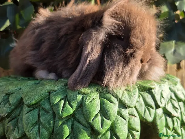 Mini Lion Lop rabbits Mini lion lops - Advert 1