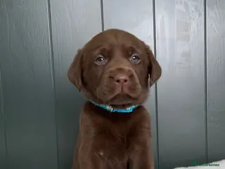 Labrador Retriever dogs Extensively Health Tested Chocolates 🩵 - Advert 2