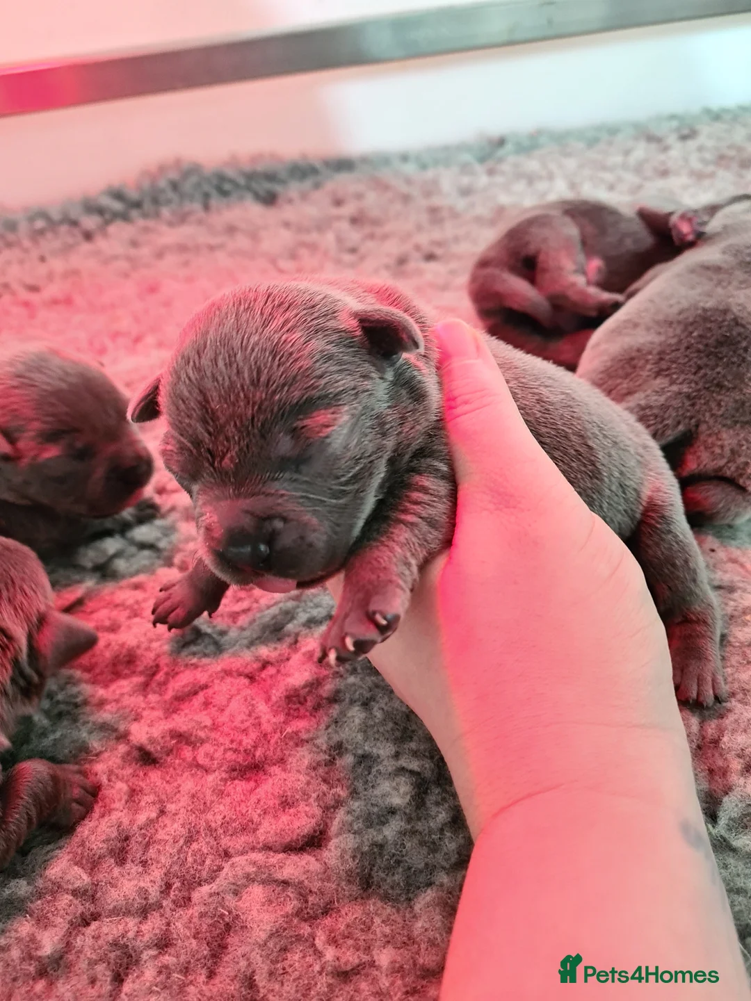 Staffordshire Bull Terrier dogs for sale: Blue KC staffys - Advert 5