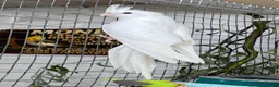 Cockatiels birds for sale: Stunning young pair of cockatiels with DNA - Advert 3