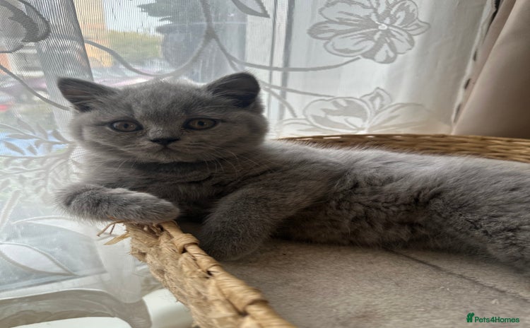 British Shorthair cats - Advert 3