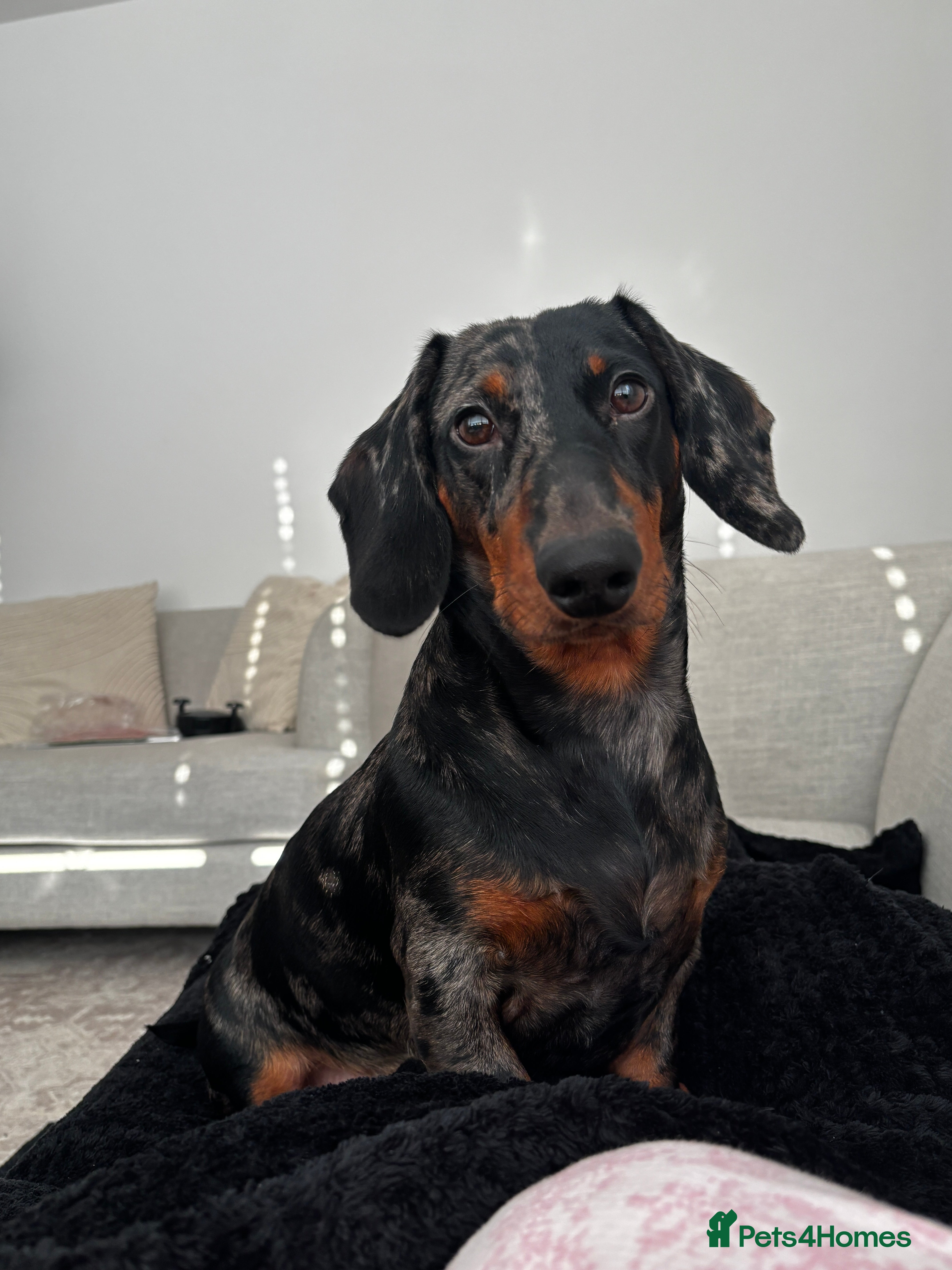 Dachshund dogs Rocky, male Dapple Dachshund 11 month  - Advert 2