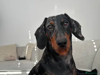 Dachshund dogs Rocky, male Dapple Dachshund 11 month - Advert 3