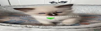 💚Seal Point Mitted - Juniper