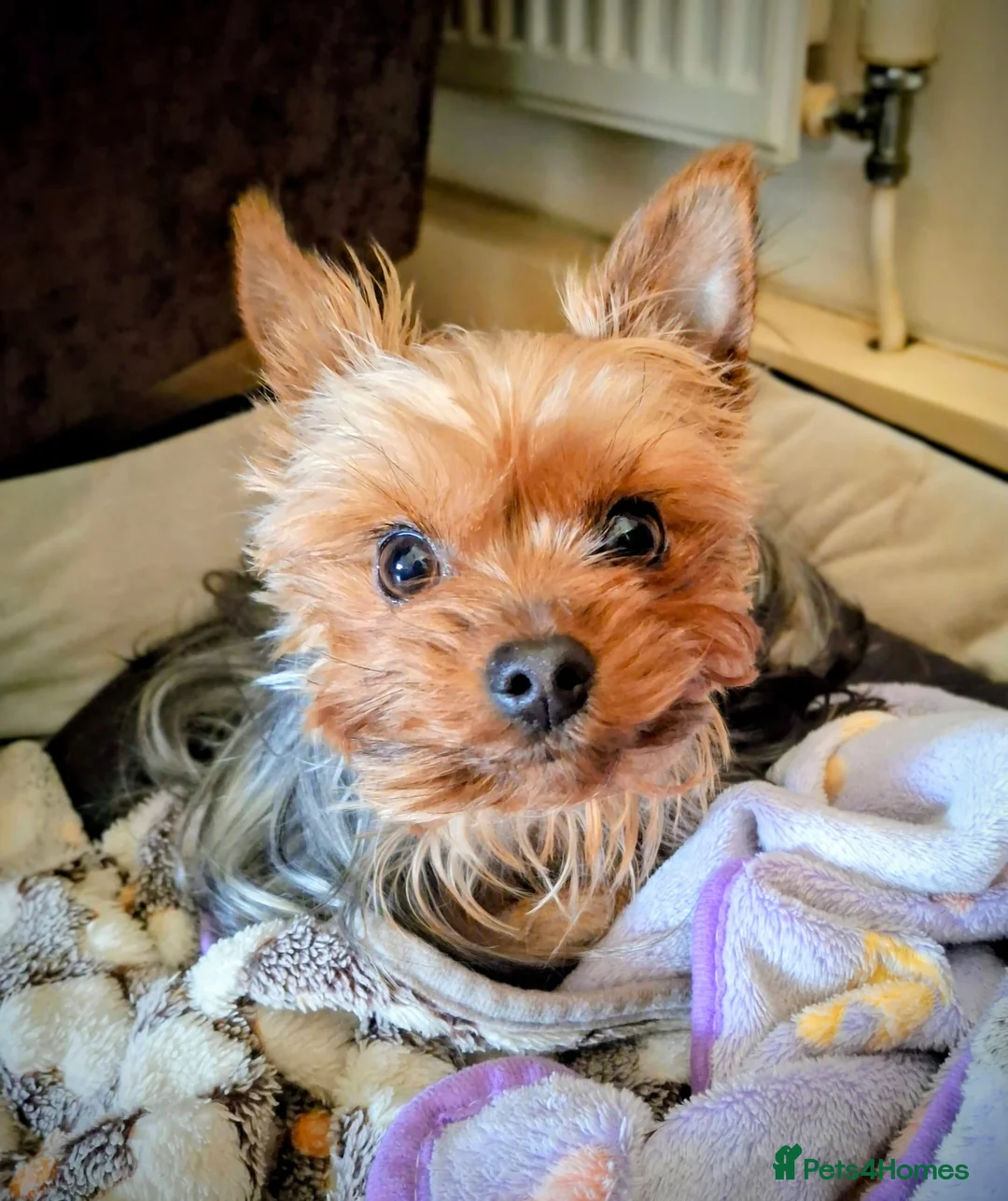 Shorkie dogs for sale: Yorkie shih tzu puppies  - Advert 2