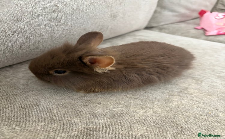 Netherland Dwarf rabbits - Advert 6