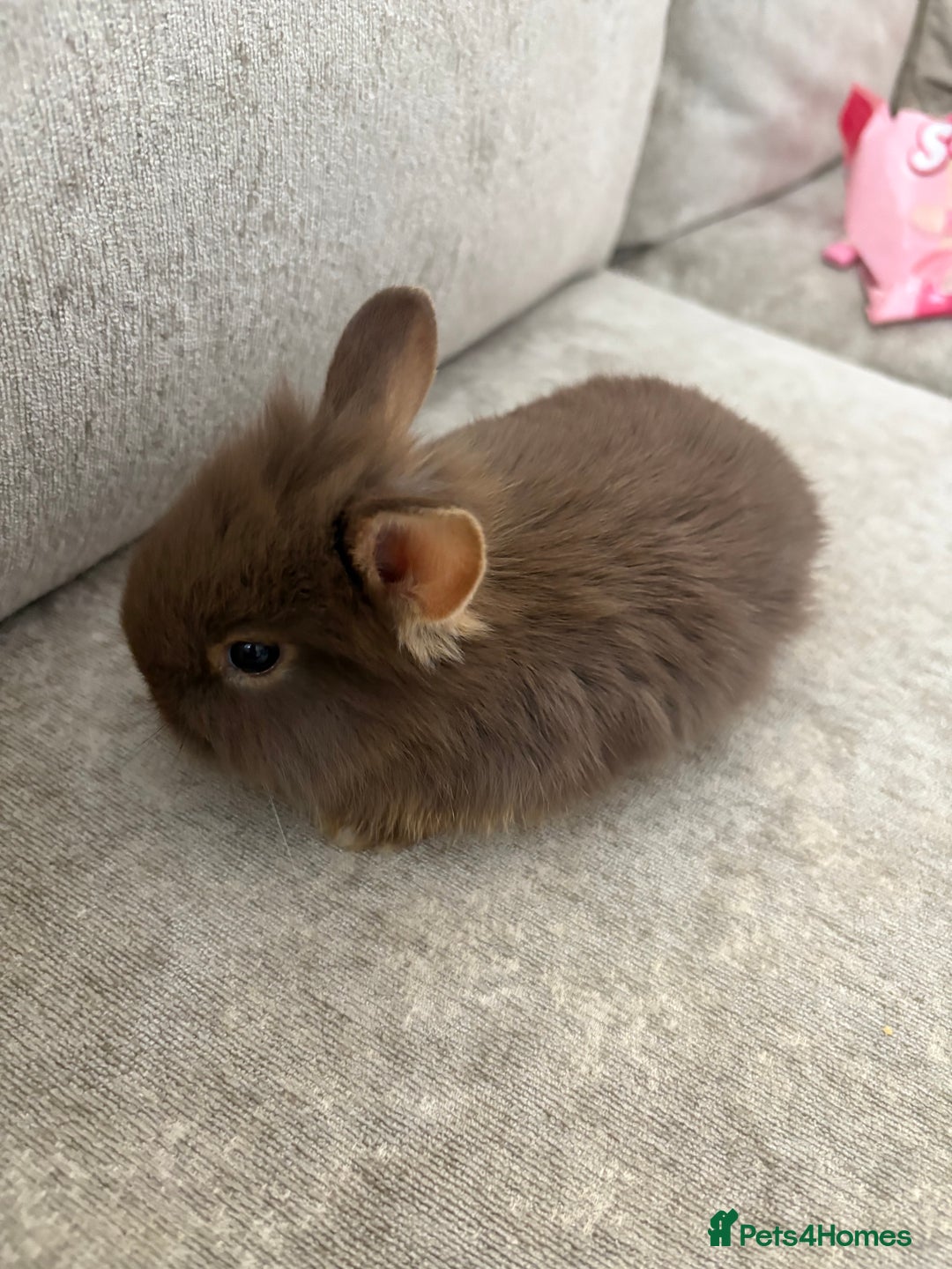Netherland Dwarf rabbits for sale: Netherlands dwarf/lion head dwarf babies - Image 1