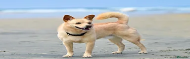 Norwegian Buhund Puppy 2
