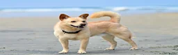 Norwegian Buhund dogs for sale: [TEST] Norwegian buhund litter of 2 - Advert 2