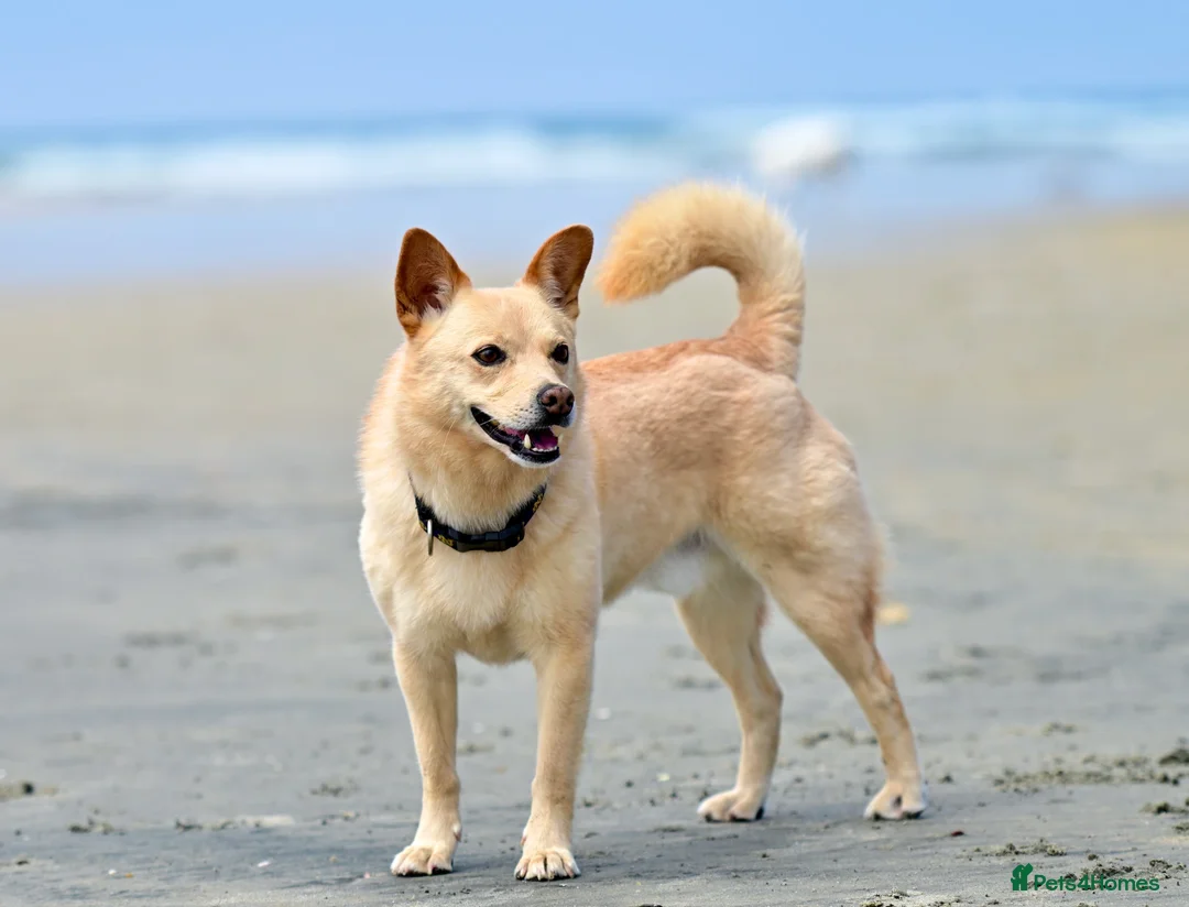 Norwegian Buhund dogs for sale: [TEST] Norwegian buhund litter of 2 - Advert 2