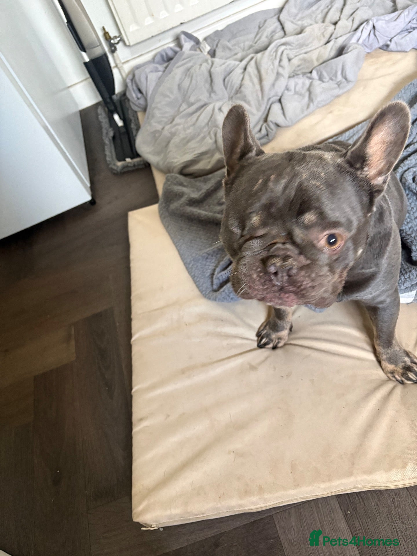French Bulldog dogs 🏡 MAX IS LOOKING FOR A NEW SOFA… I MEAN HOME 😂❤️ - Advert 7