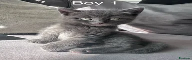 British Shorthair Kitten 2