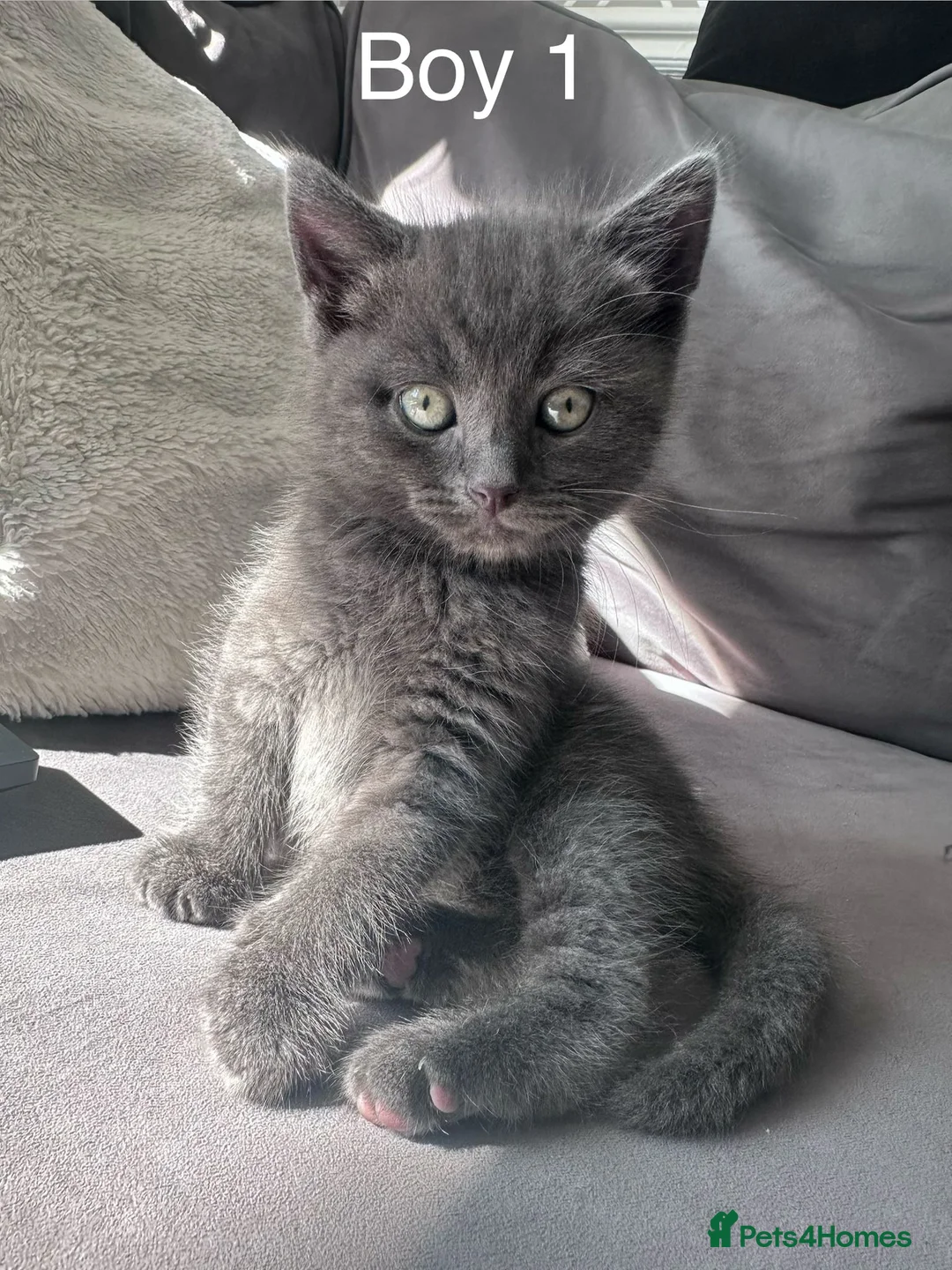 British Shorthair cats for sale: Kittens British short hair  - Advert 20