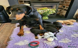 Dobermann dogs for sale: Gorgeous KC Dobermann Puppies  - Image 11