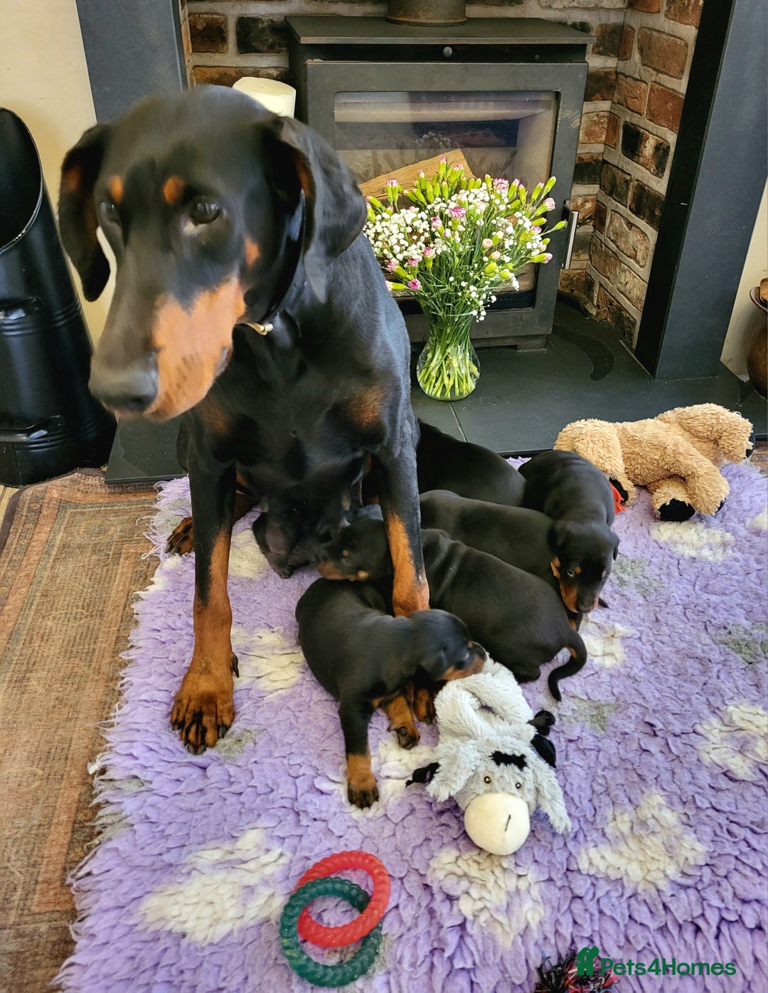 Dobermann dogs for sale: Gorgeous KC Dobermann Puppies  - Image 11