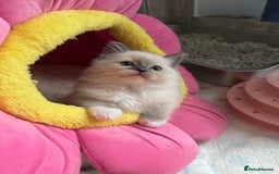 Ragdoll cats for sale: One Girl Available 🌸 - Image 16