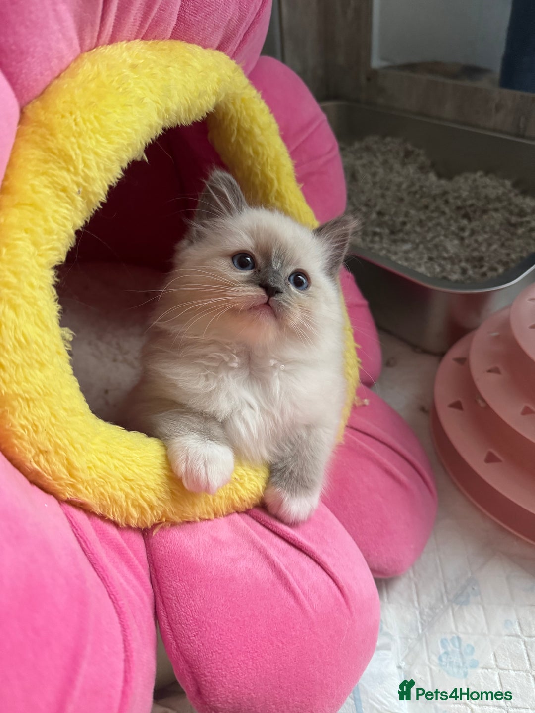 Ragdoll cats for sale: One Girl Available 🌸 - Image 16