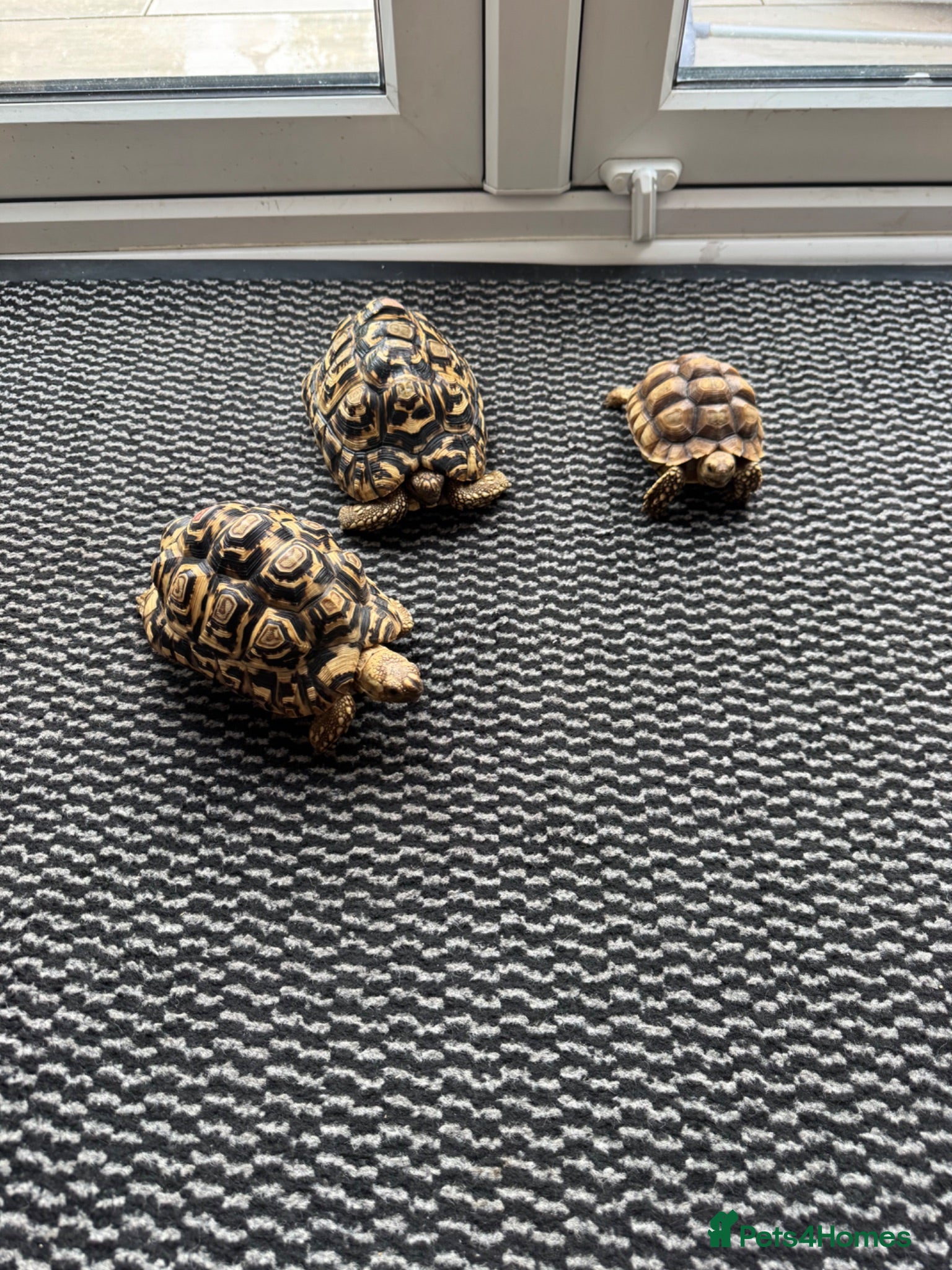 Tortoise reptiles Leopard tortoises x2 ,Sulcata x1 - Advert 2