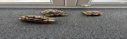 Tortoise reptiles for sale: Leopard tortoises x2 ,Sulcata x1 in Halesowen - Advert 2