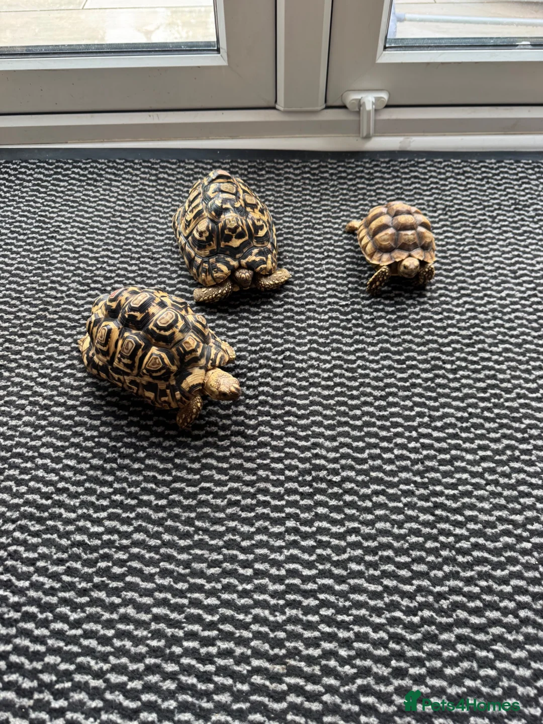 Tortoise reptiles for sale: Leopard tortoises x2 ,Sulcata x1 in Halesowen - Advert 2