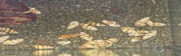 Snails invertebrates for sale: 10 x Assassin snail  in Loughborough - Advert 5
