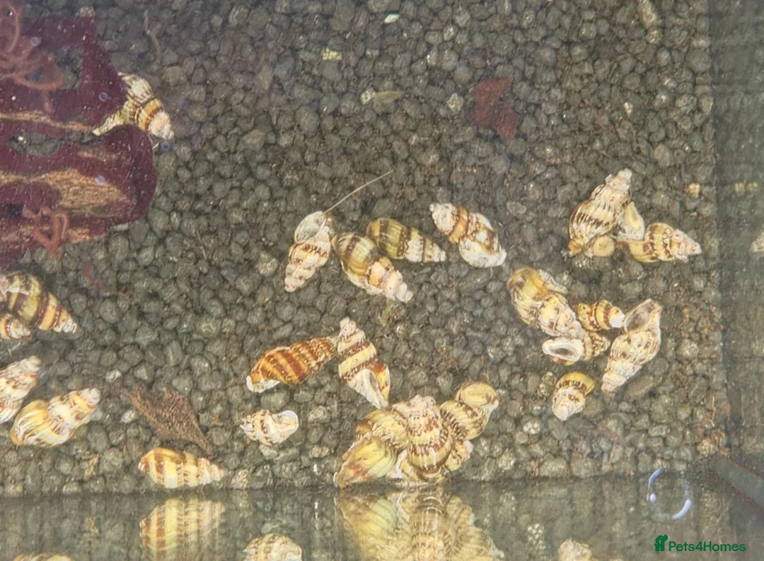 Snails invertebrates for sale: 10 x Assassin snail  in Loughborough - Advert 5