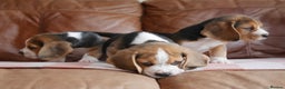 Beagle dogs for sale: Quality Health Tested Beagle Puppies - Advert 9