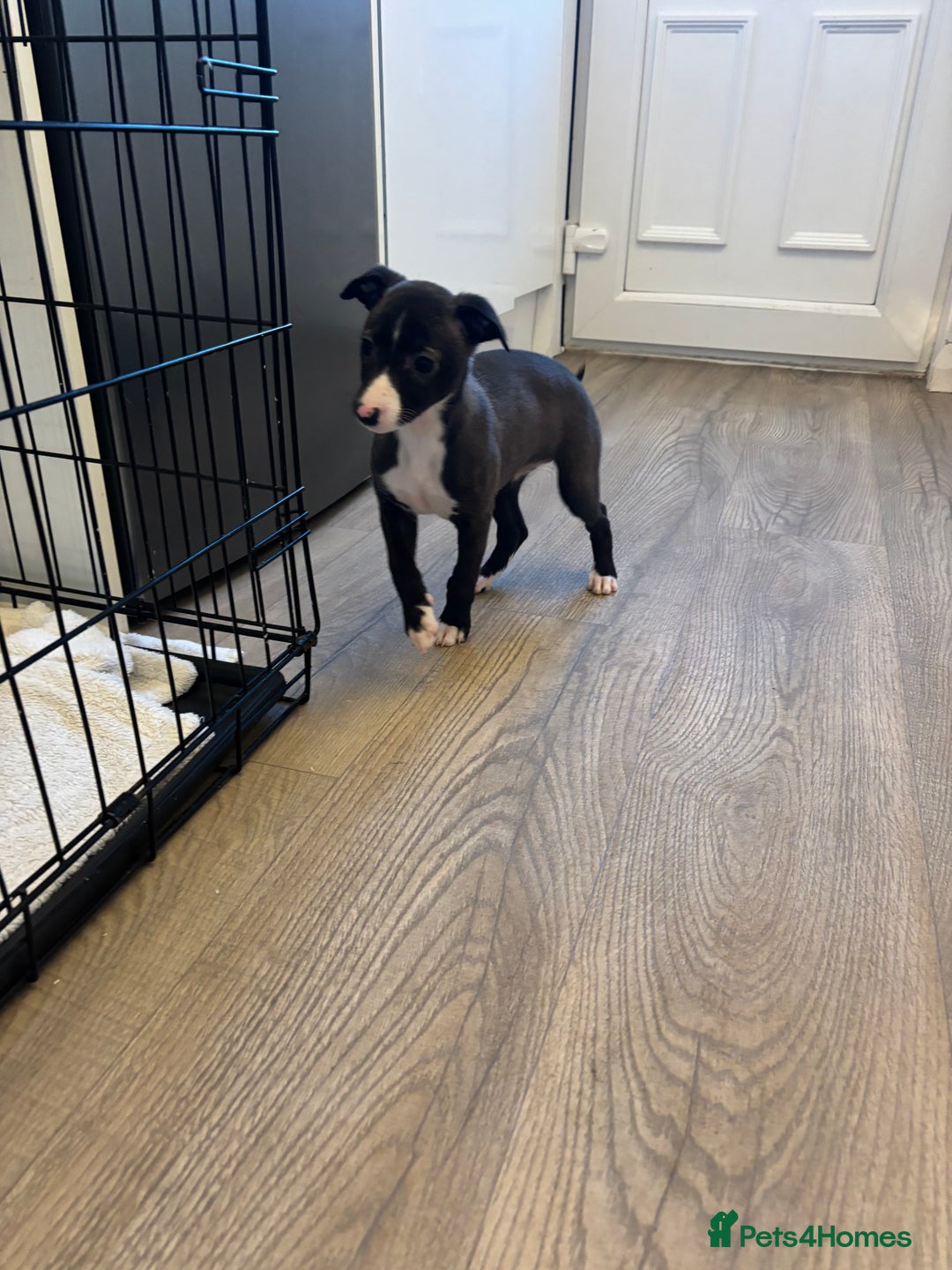 Whippet dogs for sale: KC Whippet Pups for sale - last girl available  - Advert 6