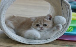 Exotic cats for sale: Exotic pedigree kittens  - Image 30